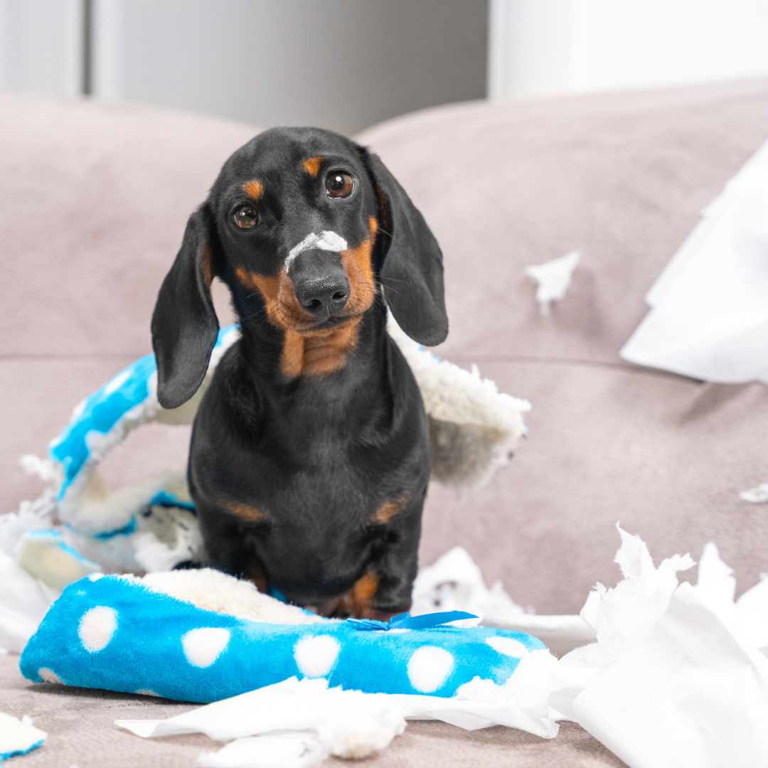 How to teach dog not to chew clearance shoes