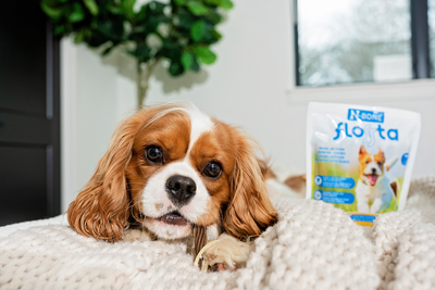 N-Bone Announces Flossta: A Breakthrough in Dog Dental Health