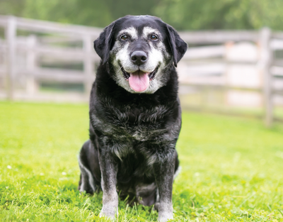 Happy senior dog in the grass field