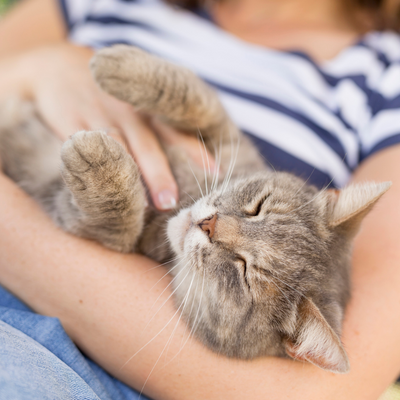 Yes, You Can Train Your Cat