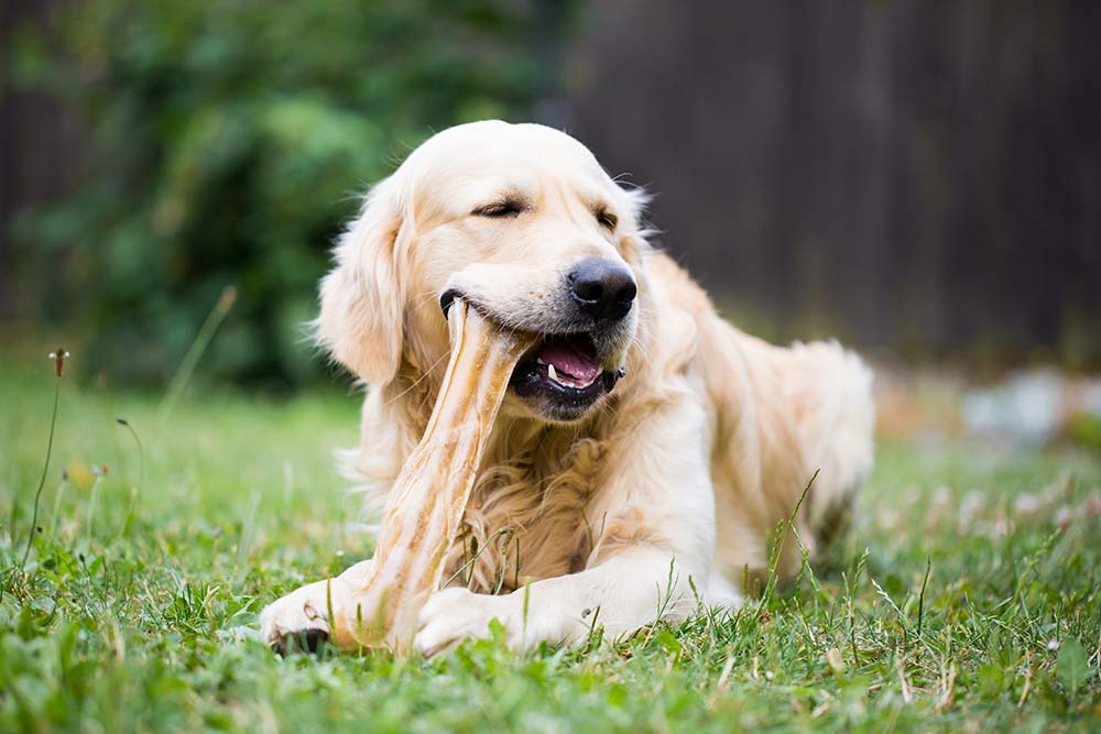Why Dogs Love to Chew Bones