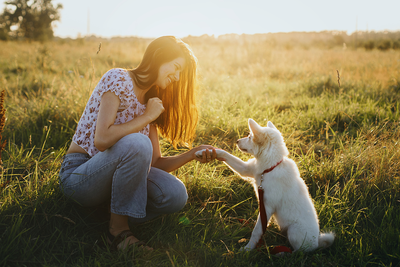 10 Easy Steps to Train Your New Puppy: From Adorable Chewer to Obedient Best Friend