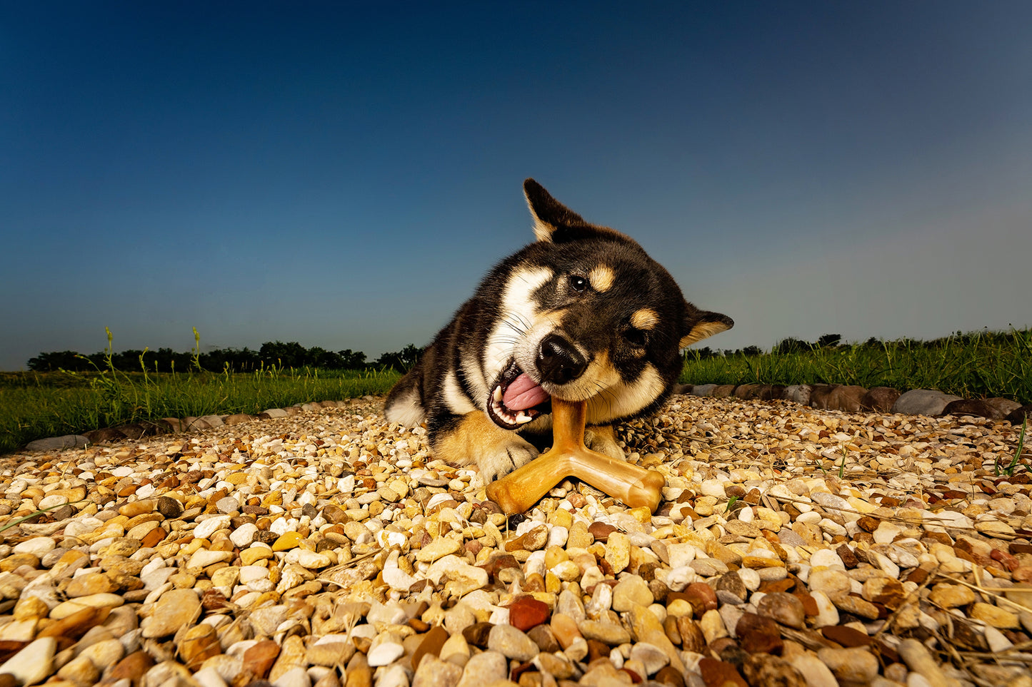 N-Bone® Quado® Interactive Dried Dog Chew Bone, Peanut Flavor - Natural, Edible, 100% Digestible Alternative to Plastic Chew Toys - Made in the USA