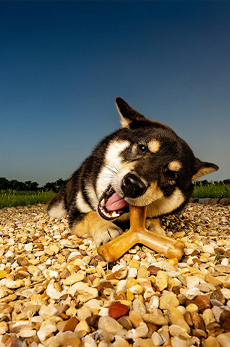 Dog playing with a bone-shaped chew toy on pebbles with a clear blue sky in the background