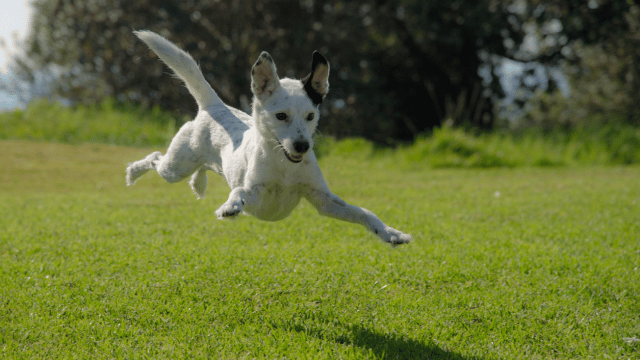 If Your Dog Can Still Run and Jump, Does That Mean Their Joints are Fine?
