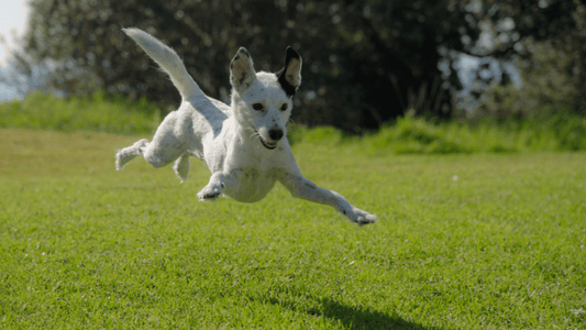 If Your Dog Can Still Run and Jump, Does That Mean Their Joints are Fine?