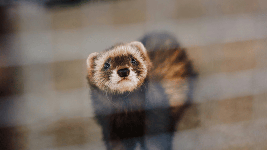 3 Dental Signs Ferret Parents Shouldn't Ignore