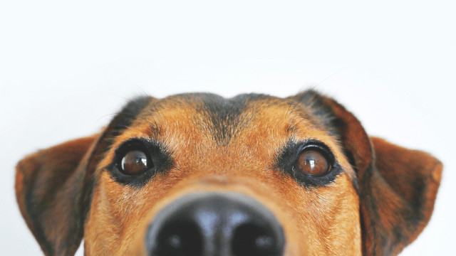 Are Your Dog’s Eyes Healthy? 5 Everyday Signs to Watch