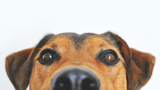 Are Your Dog’s Eyes Healthy? 5 Everyday Signs to Watch