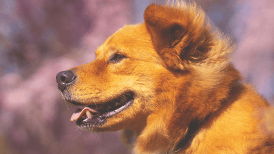Can Gut Health Affect Skin and Coat? Support Your Dog's Coat from the Inside Out