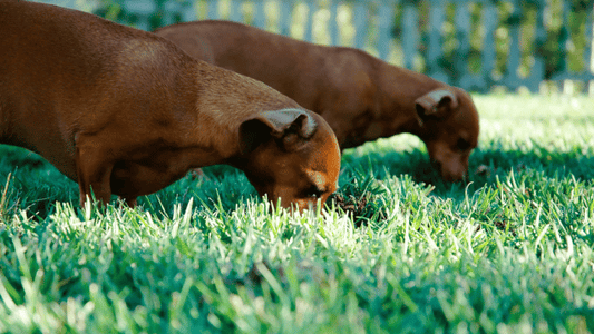 Why Do Dogs Suddenly Eat Grass? 7 Possible Reasons Every Pet Parent Should Know