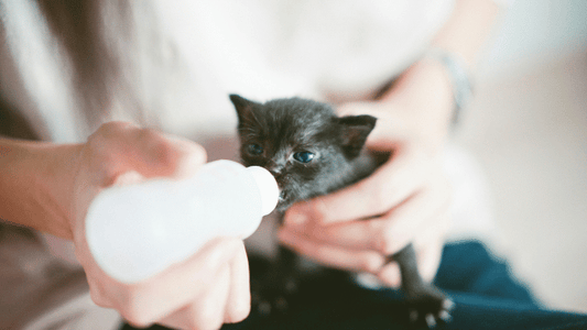 Can Cats Really Drink Milk? Debunking the Myth That Cats Love Milk