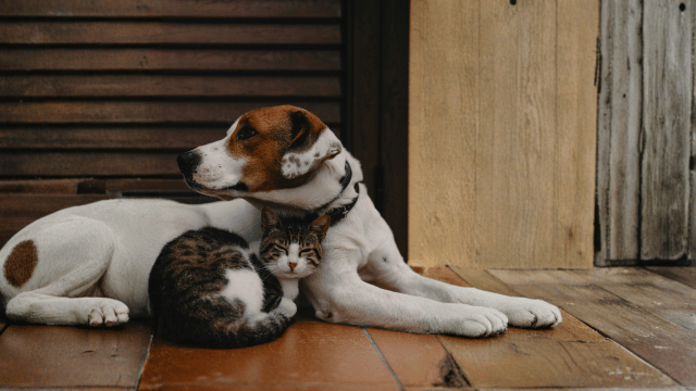 Is Your Pet Just Getting Older, Or Could They Actually Be in Pain? 10 Hidden Signs of Pain in Senior Pets