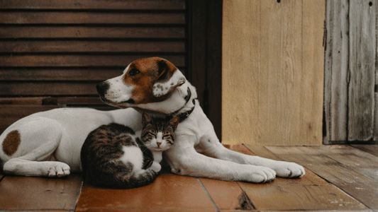 Is Your Pet Just Getting Older, Or Could They Actually Be in Pain? 10 Hidden Signs of Pain in Senior Pets