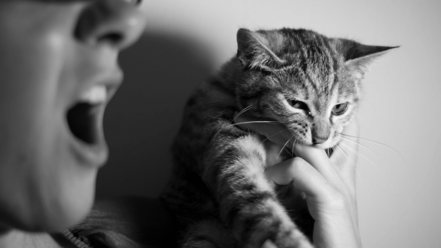 Why Does My Cat Suddenly Bite Me While I'm Petting Them? Do They Not Love Me Anymore?