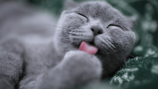 Is Your Cat Grooming… or Overgrooming?
