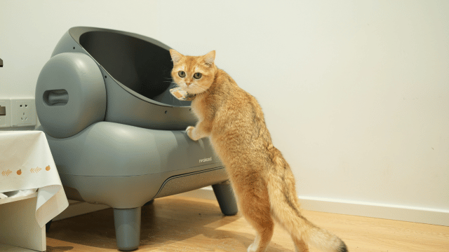 Is Your Cat Peeing Outside the Litter Box Out of Spite? What Those Mysterious Pee Spots Really Mean