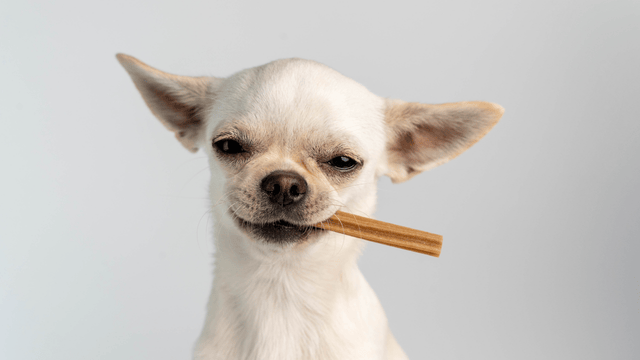 Beyond Scaling: University of Helsinki Study Reveals the Critical "Golden Window" Before 1.5 Years Old That Dictates Your Dog's Lifelong Tartar Risk