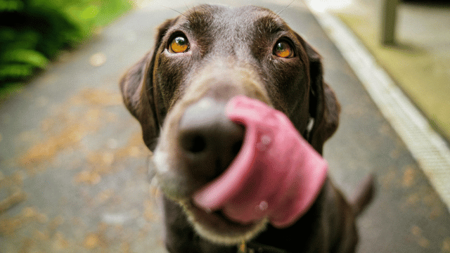 What to Do If Your Dog Swallows a Foreign Object: When to Monitor and When to Seek Emergency Care