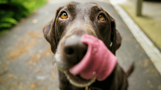 What to Do If Your Dog Swallows a Foreign Object: When to Monitor and When to Seek Emergency Care