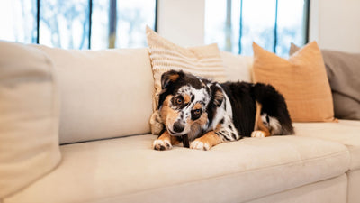 How to Keep Your Pets Calm During Fourth of July Fireworks