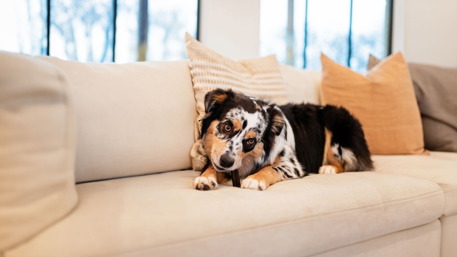 How to Keep Your Pets Calm During Fourth of July Fireworks