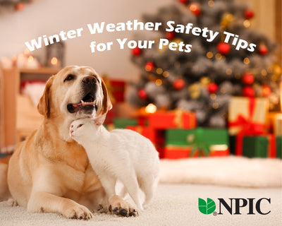 Winter Weather Safety Tips for Your Pets: Keeping Them Safe and Warm