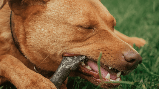 Can Dogs Get Cavities? The Answer May Surprise You!