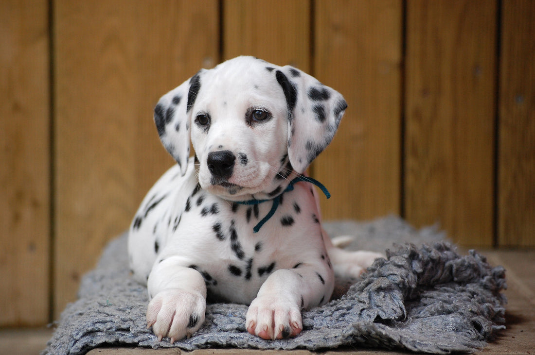Enhancing Your Dog's Joint Health: The Power of Functional Dog Treats
