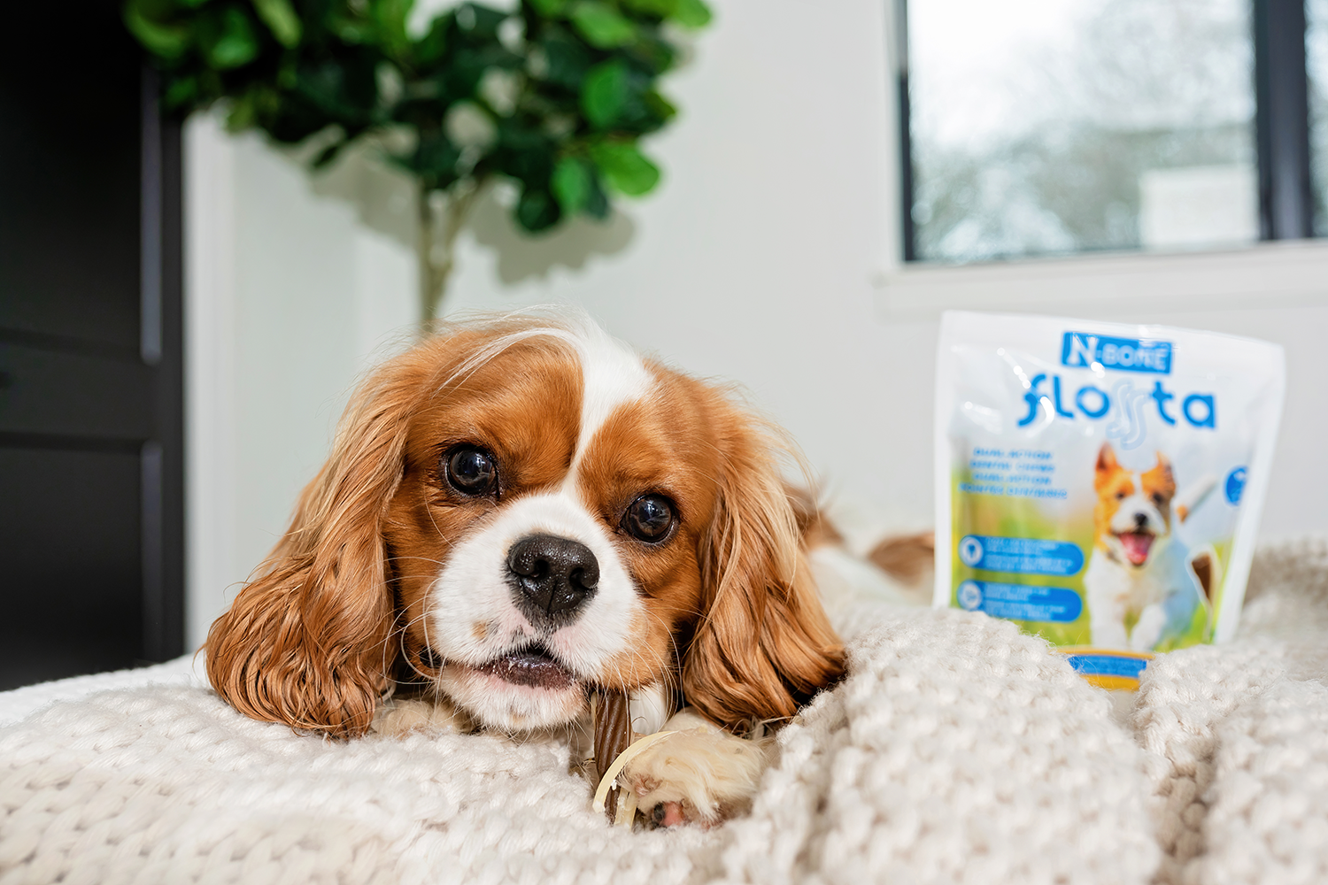 Stunning Embroidery Floss Ingestion In Dogs After Effects image
