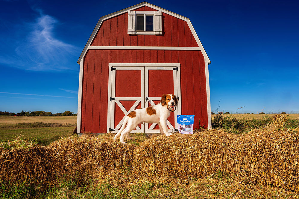 Springtime Safety Tips for Your Pets