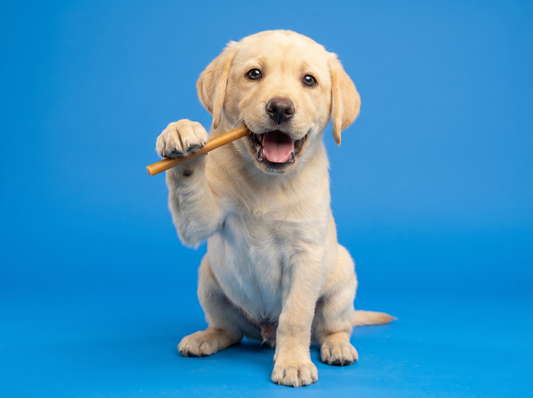 The Physics of Chewing: Why Toy Durability and Texture Matter to Your Dog’s Dental Health