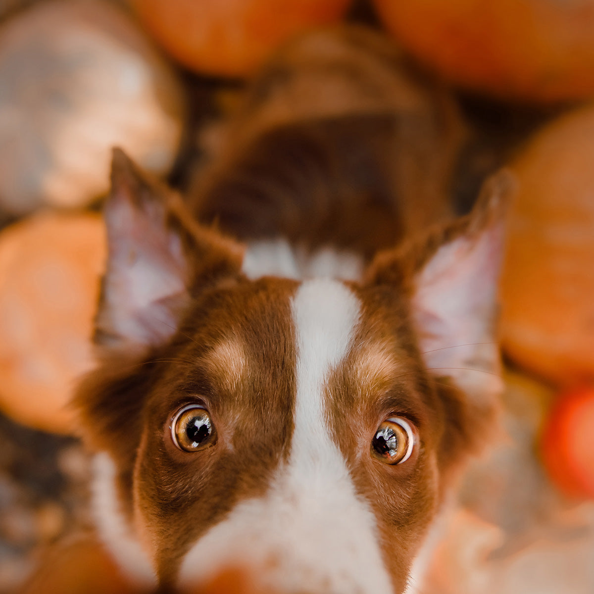 Ten Questions Dog Parents Ask on Thanksgiving