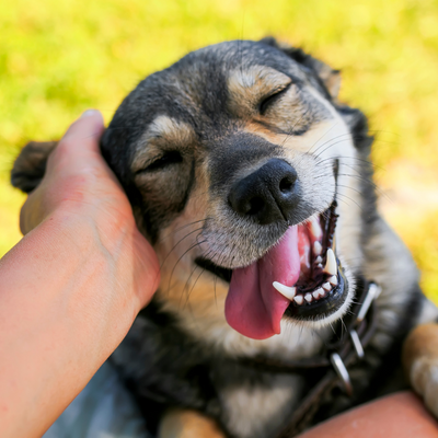 Why is Dog Dental Health Important?