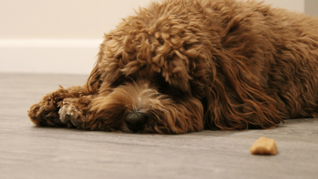 Yellow Foam, White Foam, or Food? What Your Dog’s Vomit May Be Telling You