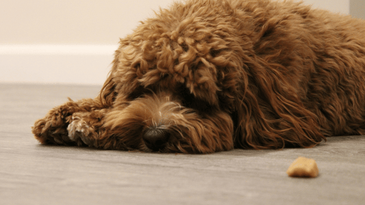 Yellow Foam, White Foam, or Food? What Your Dog’s Vomit May Be Telling You