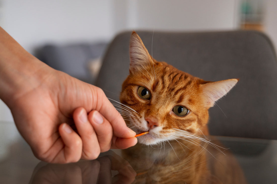 Why Cats Hide Dental Pain and How Diet Reveals It