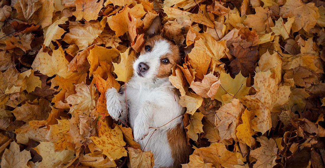 Help Your Dogs with Fresh Breath – All Natural Herbs