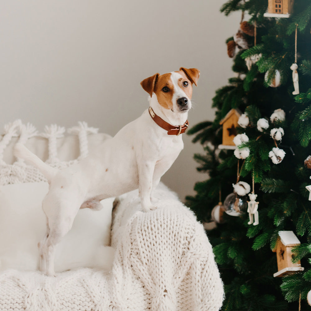 Christmas at Home: Your Cat Thinks the Tree Is a Gym. Your Dog Thinks It’s a Mystery.