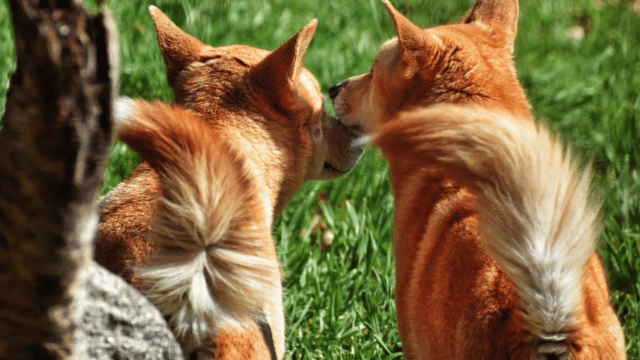 Why Do Dogs Sniff Butts? Understanding Canine Scent Communication and Anal Gland Health