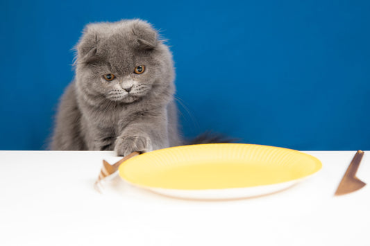 Why Cats Stop Eating When Stressed and How Diet Helps