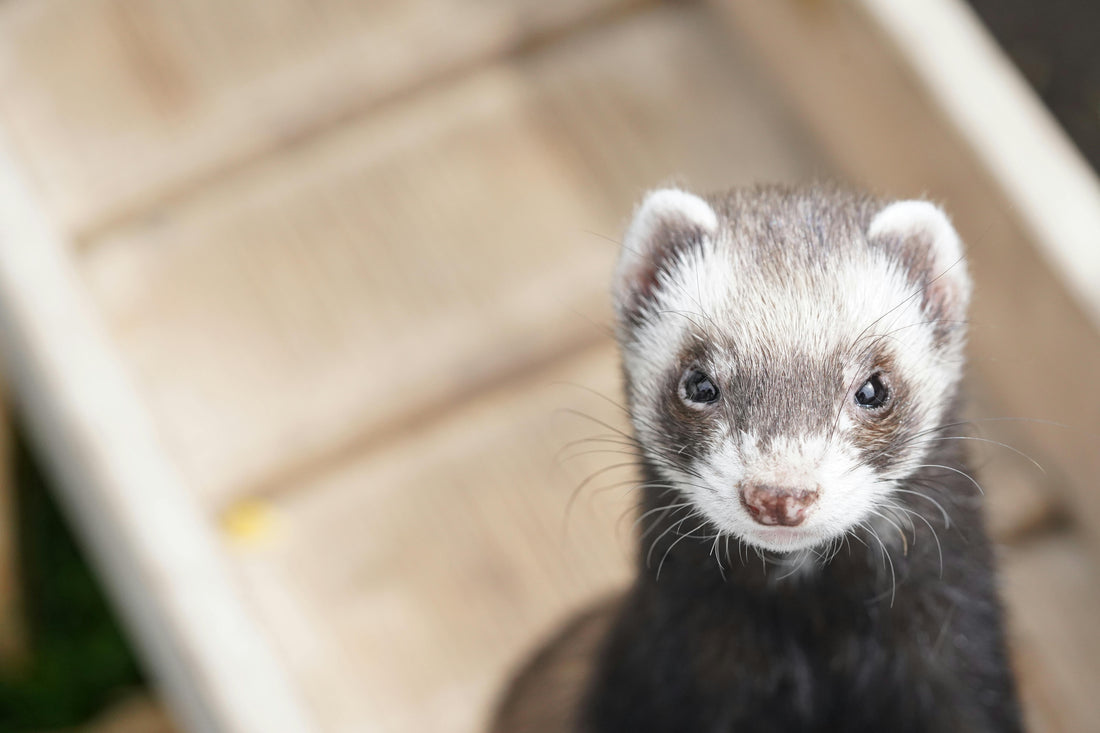 What Should You Feed Your Ferret? Best Ferret Food and Diet Guide