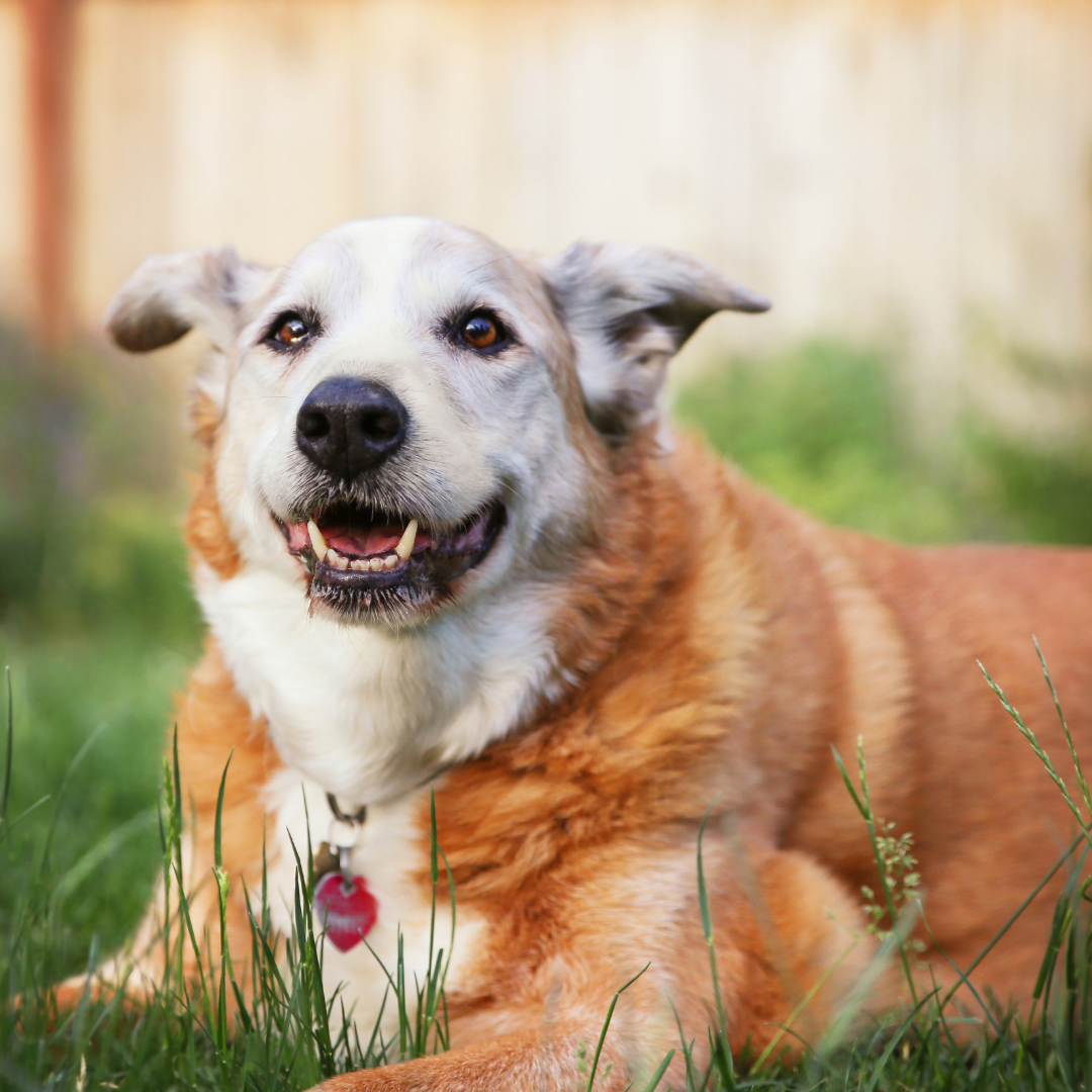 7 Things Your Senior Dog Wants You To Know