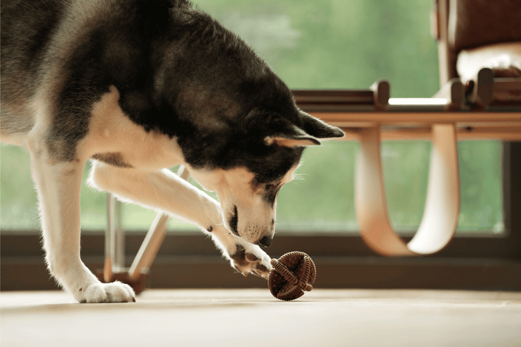 Paw-ssemble