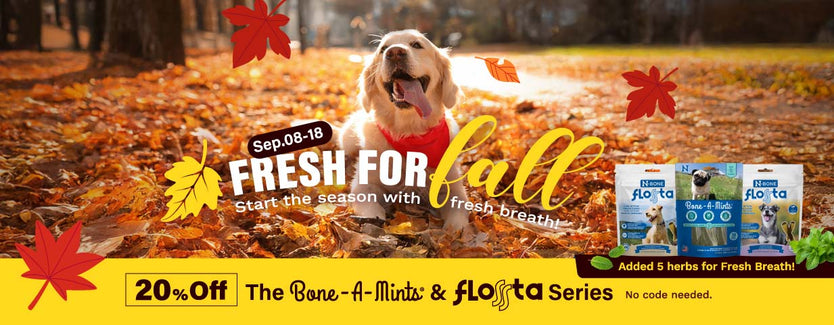 Dog in a park with fall leaves, promoting 'Fresh for Fall' with products from Renu A Mint and Flota.