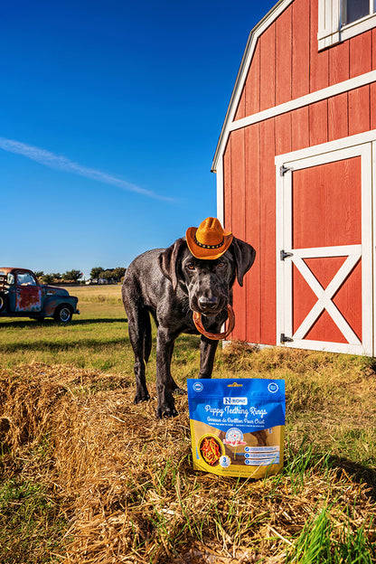 N-Bone® Puppy Teething Rings Chicken Fajitas & Queso con Carne Flavor, Dried Chews for Dogs, 3-count Bag x 2, Variety Pack - Natural Puppy Chew Toys Alternative for Teething Discomfort - for Dogs of All Sizes