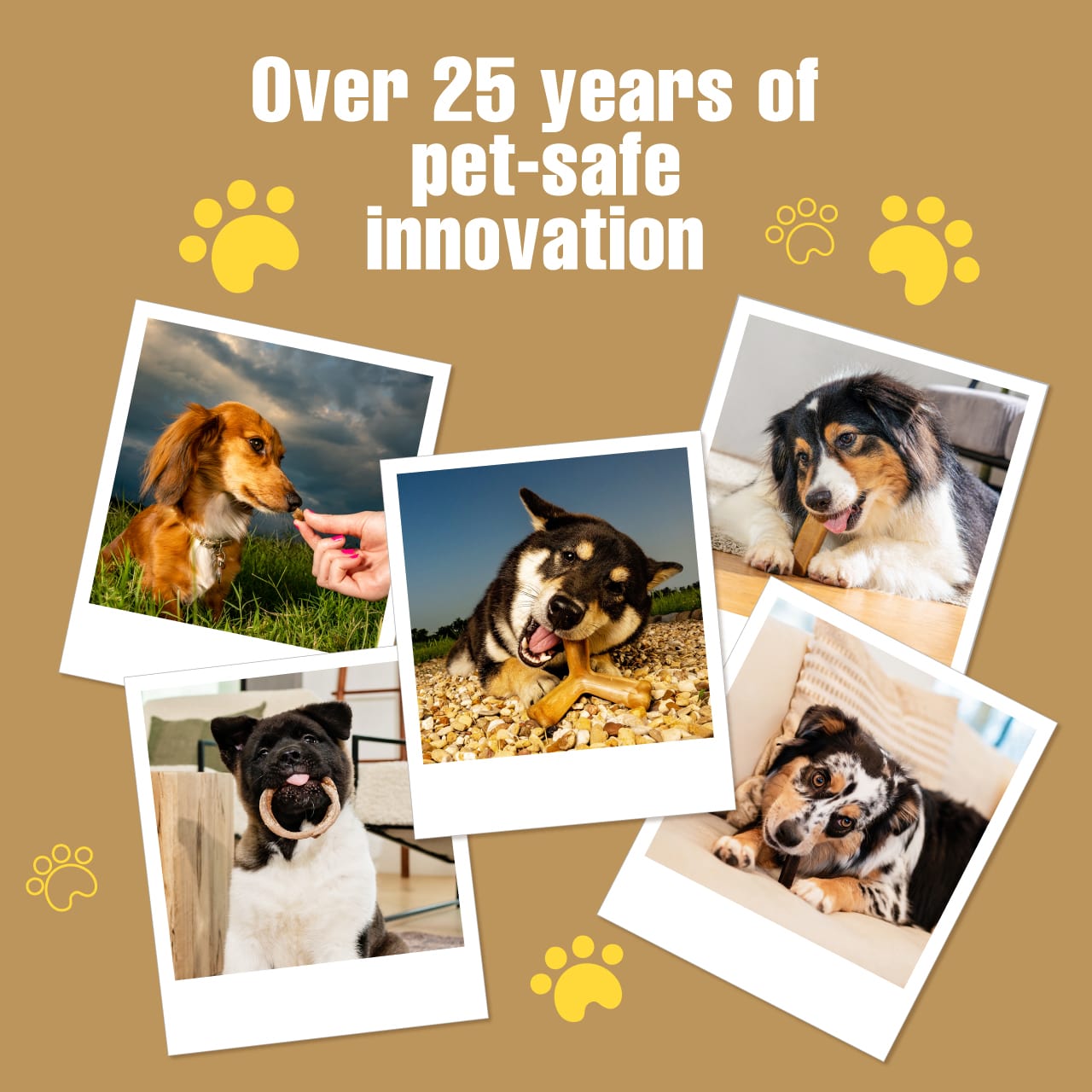 N-Bone® Quado® Interactive Dried Dog Chew Bone, Peanut Flavor - Natural, Edible, 100% Digestible Alternative to Plastic Chew Toys - Made in the USA