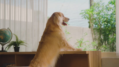 N-Bone® Quado® Interactive Dried Dog Chew Bone Average Joe Variety Pack, Peanut + Pumpkin + BBQ + Bacon, Total 4 bags