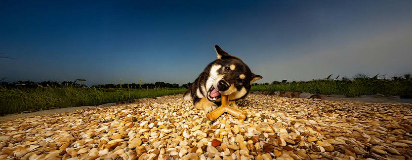 quado_dog_treats